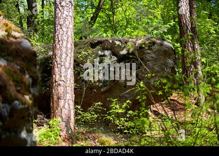 Große Felsen im Kiefernwald. Nationalpark. Stockfoto