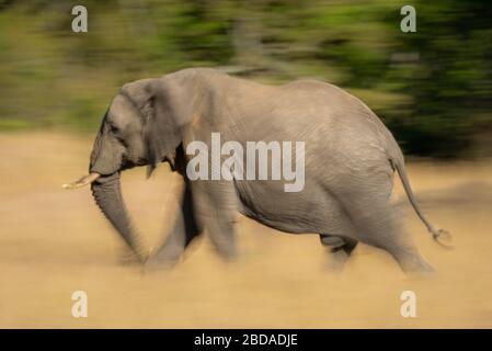 Langsame Pfanne afrikanischer Busch-Elefantenstreif Stockfoto