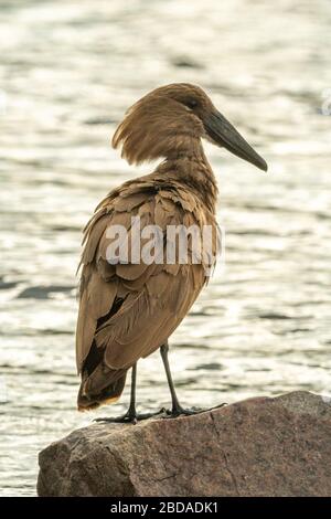 Silhouette des Hamerkops, der an einem felsigen Flussufer steht Stockfoto