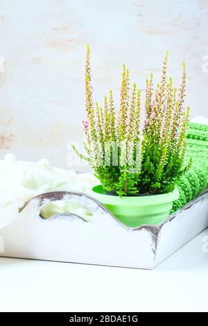 Bouquet aus Heidekraut, Teebecher und Strickschal, selektiver Fokus Stockfoto