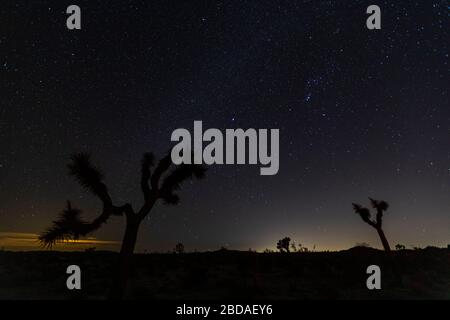 Die Joshua Bäume sind gegen die Milchstraße im Nachthimmel im Joshua Tree National Park, Kalifornien, USA silhouetted. Stockfoto
