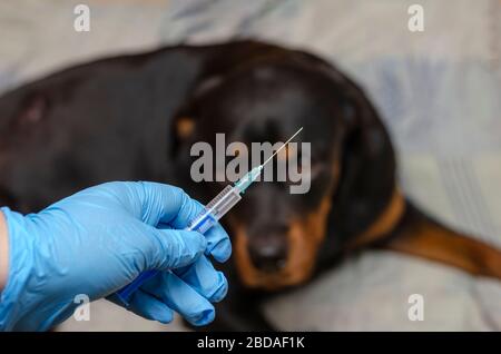 Tiergesundheit professionelle Handspritze mit Impfstoff für einen Hund im Hintergrund. Stockfoto