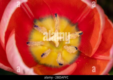 Nahaufnahme des Innenraums der leuchtend roten Tulpenblume Stockfoto