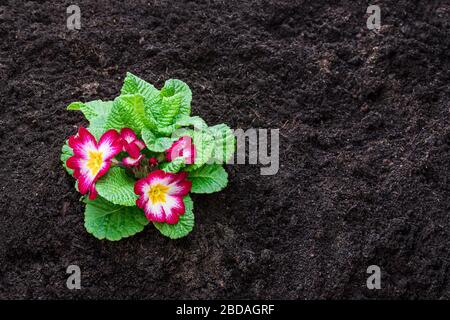 Bunte Primeln Blumen auf den Boden. Bereit für Pflanzen Stockfoto