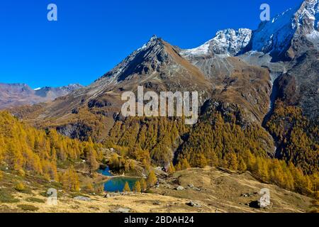 Bergsee Lac Bleu de Louche inmitten eines Lärchenwaldes in hellen Herbstfarben, Val d'Herens, Eringertal, Wallis, Schweiz Stockfoto