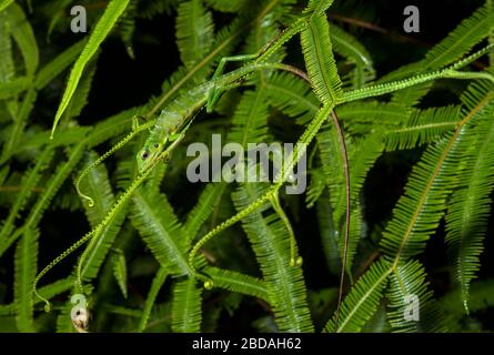 Green Crested Lizard (Bronchocela Cristatella), Familie Agamidids, Kubah-Nationalpark, Kuching, Sarawak, Borneo, Malaysia