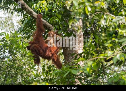 Orang-Utan Mutter mit Baby, Wildlife Centre, Semenggoh Nature Reserve, Siburan, Sarawak, Malaysia Stockfoto