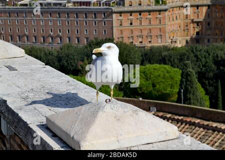 möwe Nahaufnahme in rom Stockfoto