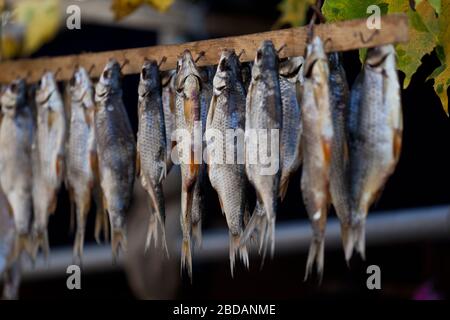 Taranka. Stockfisch trocknete Openair Stockfoto