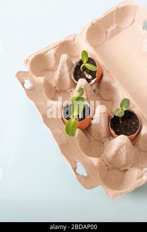 Box aus Eiern, Gemüse in Eierschalen Pflanzen, Garten zu Hause, keine Abfälle. Stockfoto