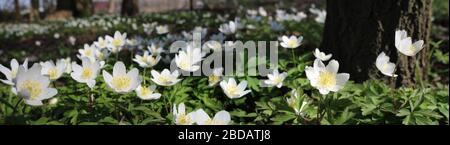 Panoramablick auf die schönen weißen Frühlingsblumen von Anemone nemorosa, im Freien in einer natürlichen Waldlandschaft. Selektiver Fokus. Stockfoto