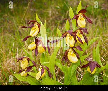 Mehrere Lady's Slipper Orchideen, Gait Barrows, Cumbria, England Stockfoto