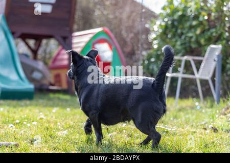 Schwarzer MIX-Hund steht auf dem Feld. Von hinten geschossen. Stockfoto