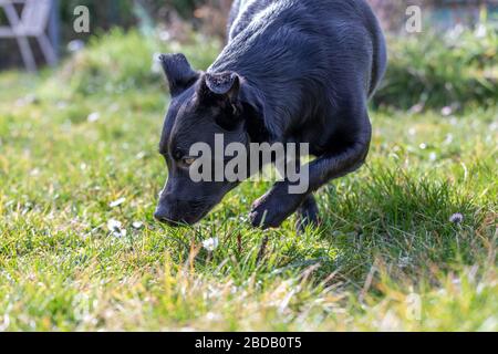 Ein junger Labrador-Hund schnüffelt Gras und Blätter. Stockfoto