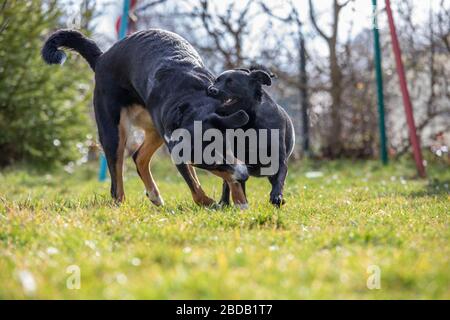 Appenzeller Sennenhund spielt mit einem Labrador mix Welpen im Freien Stockfoto