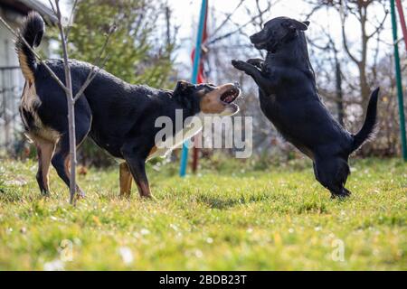 Appenzeller Sennenhund spielt mit einem Labrador mix Welpen im Freien Stockfoto