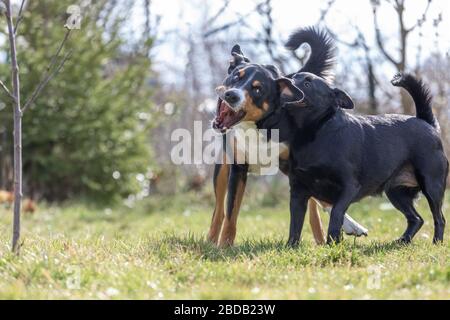 Appenzeller Sennenhund spielt mit einem Labrador mix Welpen im Freien Stockfoto