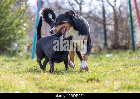Appenzeller Sennenhund spielt mit einem Labrador mix Welpen im Freien Stockfoto