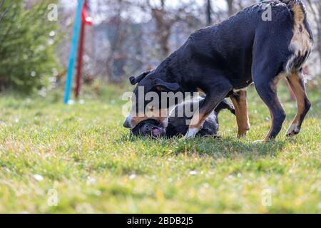 Appenzeller Sennenhund spielt mit einem Labrador mix Welpen im Freien Stockfoto