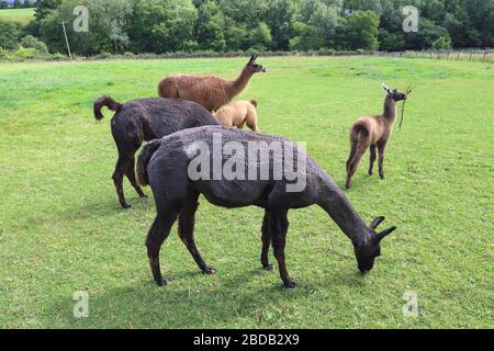 Herde of Lamas in a Field on a Farm, Ewyas Harold, Herefordshire, England, Großbritannien Stockfoto