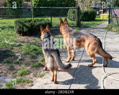 Porträt zweier Deutscher Hirte, die Hunde beobachten gemeinsam über das Gelände. Stockfoto