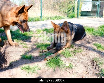 Porträt zweier Deutscher Schäferhunde, Porträt, ein Hund beobachtet einen schmutzigen deutschen Schäferhund. Stockfoto