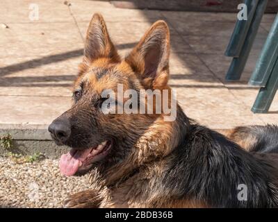 Porträt eines schmutzigen Deutschen Schäfers, 1 Jahr alt, liegt draußen. Stockfoto