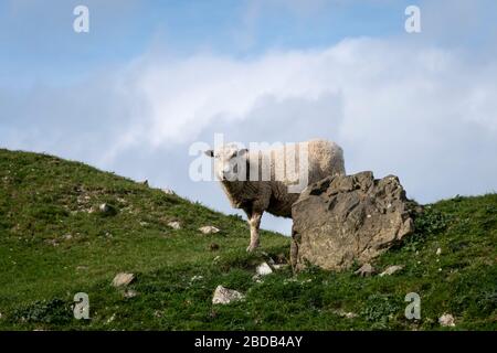 Schafe und Lämmer auf Hügel, Glenburn, Wairarapa, Neuseeland Stockfoto