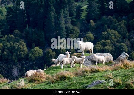 Schafe und Lämmer auf Hügel, Glenburn, Wairarapa, Neuseeland Stockfoto