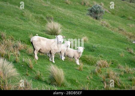 Schafe auf Hügel, Glenburn, Wairarapa, Neuseeland Stockfoto