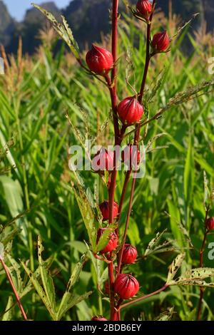 Jamaikanisches Sorel, Roselle (Hibiscus sabdariffa) ist eine vermutlich in Westafrika im Sudan heimische Hibiskusart, die zur Herstellung von Bastfasern verwendet wird Stockfoto