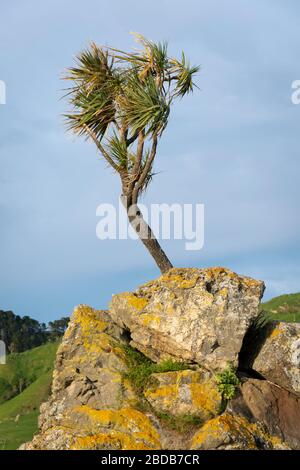 Kohlbaum wächst auf einem Felsvorsprung, Glenburn, Wairarapa, Neuseeland Stockfoto