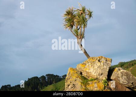 Kohlbaum wächst auf einem Felsvorsprung, Glenburn, Wairarapa, Neuseeland Stockfoto