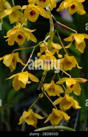 Dendrobium densiflorum, ist eine in Asien heimische epiphytische oder lithophytische Orchidee. Sie hat keulenförmige Stiele, drei oder vier ledrige Leaves Stockfoto