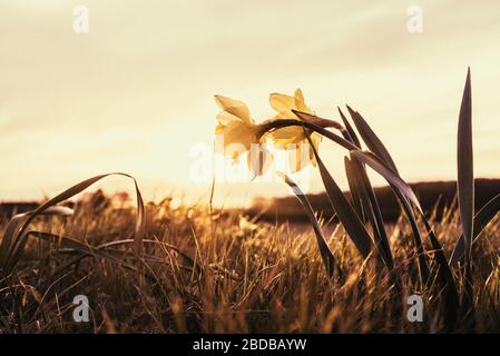 Narzissen wachsen wild in Feldern bei Sonnenuntergang Stockfoto