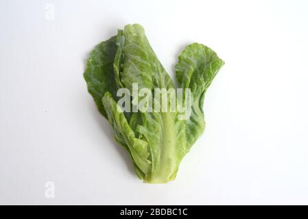 Der Brüsseler Spross ist Mitglied der Gemmifera-Gruppe der Kabbagen (Brassica oleracea), die für ihre essbaren Knospen angebaut wird.Look Like Miniatur-Kabbages.The BRU Stockfoto