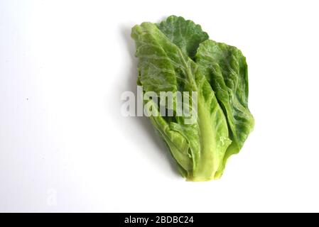 Der Brüsseler Spross ist Mitglied der Gemmifera-Gruppe der Kabbagen (Brassica oleracea), die für ihre essbaren Knospen angebaut wird.Look Like Miniatur-Kabbages.The BRU Stockfoto