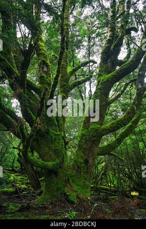 Uralter Baum im Regenwald Stockfoto