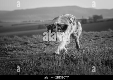 Wunderschöner junger australischer Hirte, der alleine in Schwarzweiß spazieren geht Stockfoto