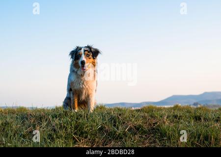 Schöner junger australischer Hirte bei Sonnenaufgang Stockfoto