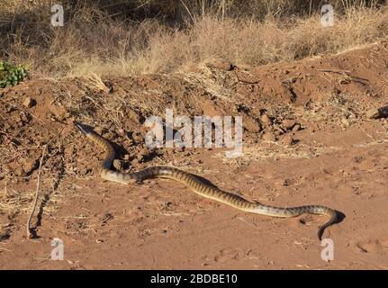 Schwarzkopfpython überquert Fairfield-Leopold Downs Rd, die Kimberley, Westaustralien. Stockfoto