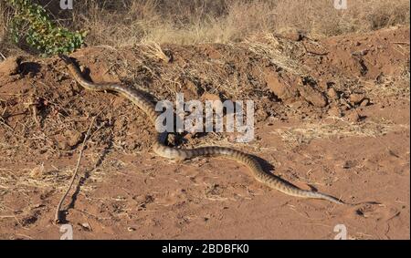 Schwarzkopfpython überquert Fairfield-Leopold Downs Rd, die Kimberley, Westaustralien. Stockfoto