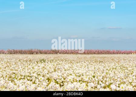 Februar 2020 - Belianes-Preixana, Spanien. Ein Feld mit weißen Blumen und Mandelbäumen in Blüte. Stockfoto