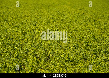 Februar 2020 - Belianes-Preixana, Spanien. Ein grünes Feld in den Plainas von Belianes-Preixana. Stockfoto