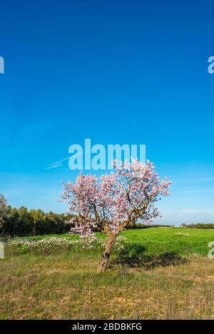 Februar 2020 - Belianes-Preixana, Spanien. Ein einzelner Mandelbaum, der am Rande eines Feldes in den Ebenen von Belianes-Preixana steht. Stockfoto