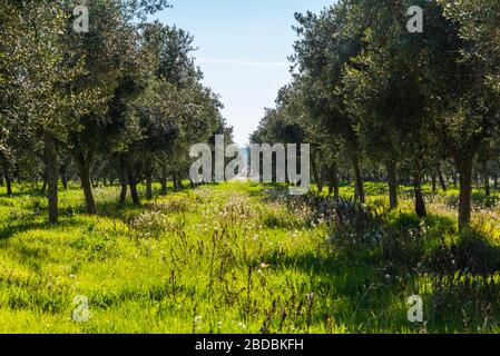 Februar 2020 - Belianes-Preixana, Spanien. Eine Olivenbaumplantage in den Ebenen von Belianes-Preixana. Stockfoto