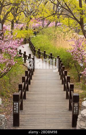 Botanischer Garten Peking, China Stockfoto