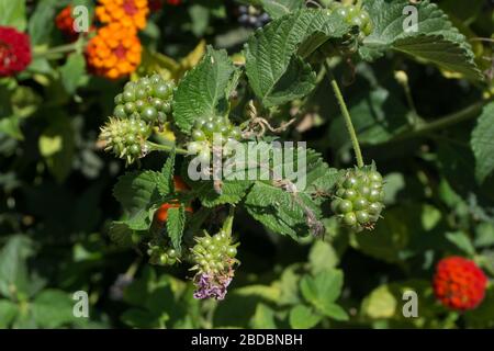 Bunte orange und rote Blumen Lantana Camara oder weinende lantana. Auch bekannt als Tickberry Stockfoto