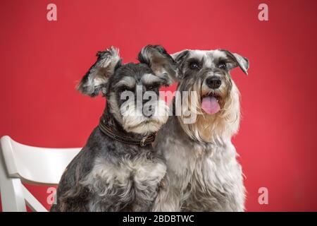 Porträt zweier Miniaturschnauzer-Hunde in einem Atelier mit rotem Hintergrund Stockfoto