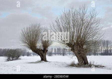 Alte pollard Weiden (Salix sp. ) An einem frostigen Wintermorgen auf schneebedeckten Ackerland, Niederrhein, Nordrhein-Westfalen, Deutschland. Stockfoto